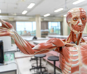 Anatomy & Physiology