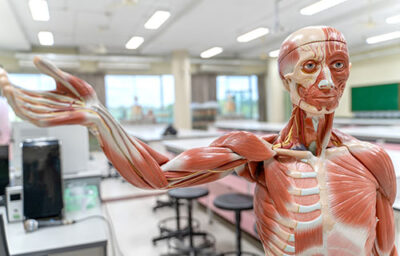 Anatomy & Physiology